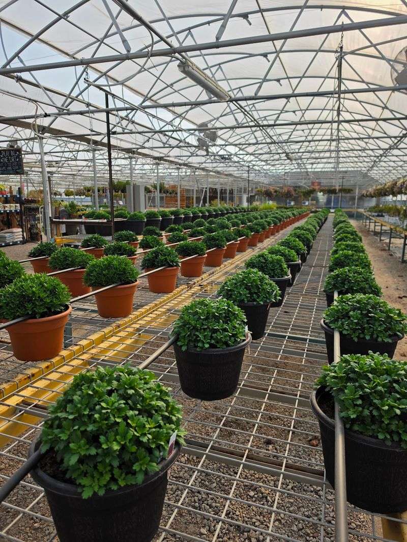 Skip The Planting With Pre-Planted Containers