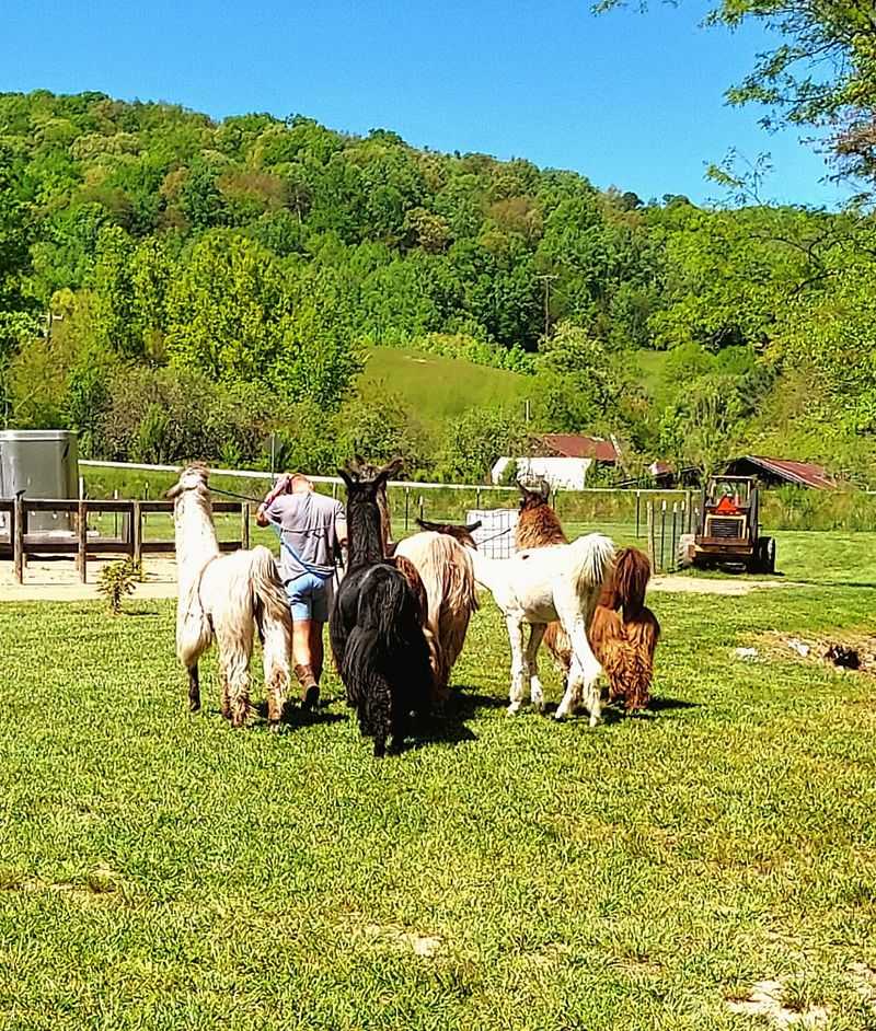 Slow Down And Let The Llamas Set The Pace