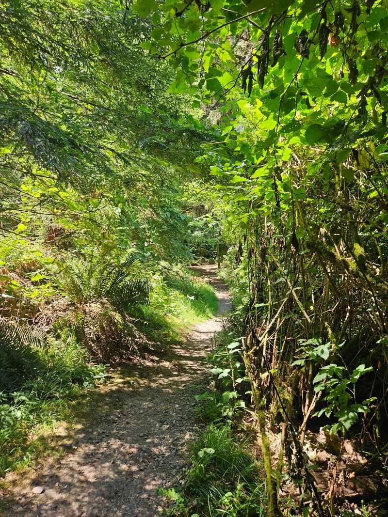Climb Through The Ferns And Sitka Spruce At Russ Park