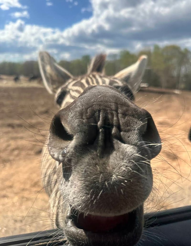 Keep Your Camera Ready For The Animals That Wander Right Up To You