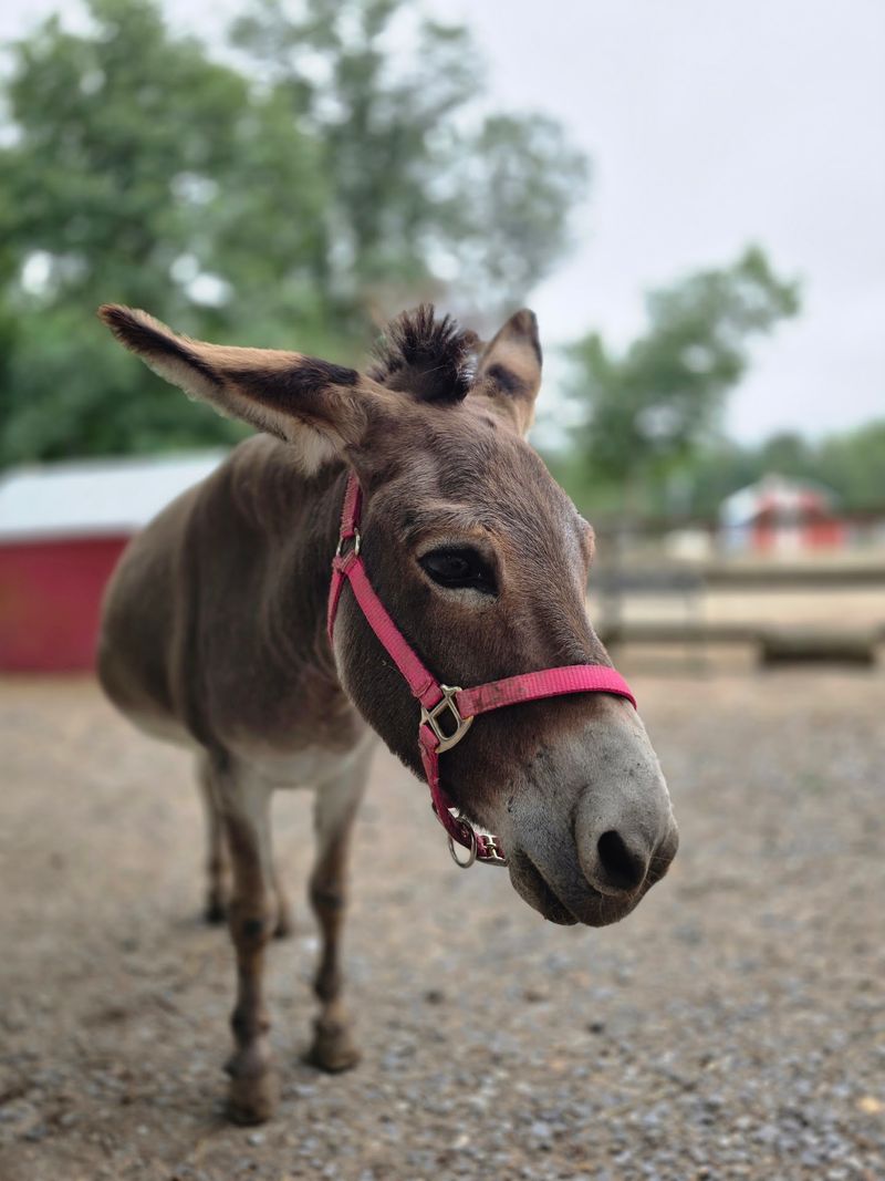Funny Farm Rescue & Sanctuary, Mays Landing