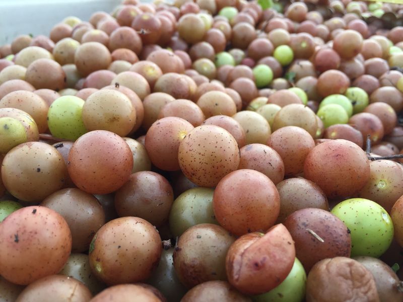 This 2-Acre North Carolina U-Pick Vineyard Is Loaded With 4 Kinds Of Muscadine Grapes - Decor Hint Compare Sweet Bronze Tara And Triumph Muscadines