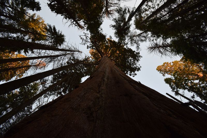 Giant Sequoias Framing The Milky Way