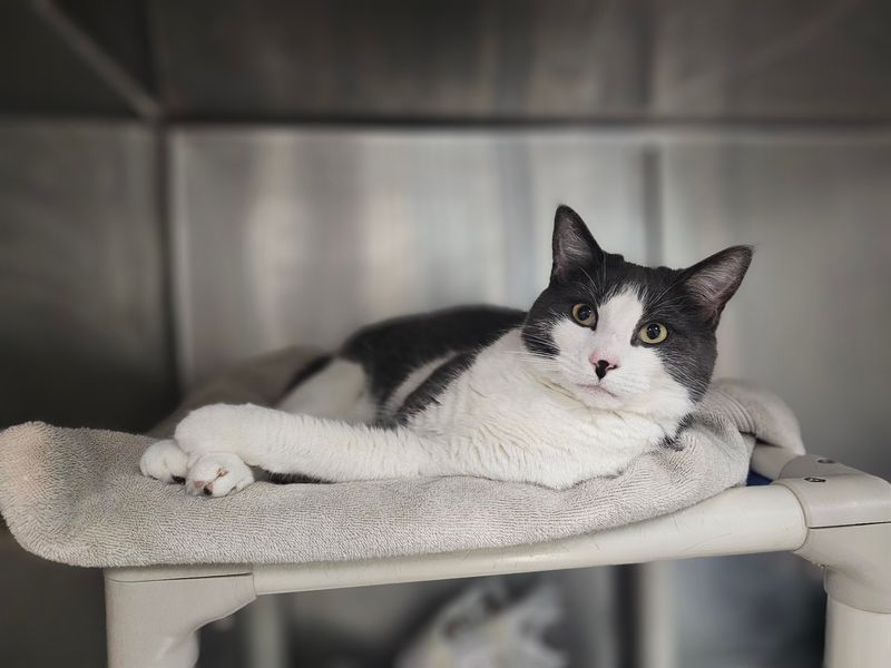The Meriden Humane Society, Meriden