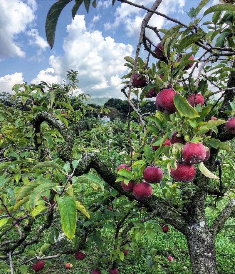 Pick Your Own Apples The Old Fashioned Way