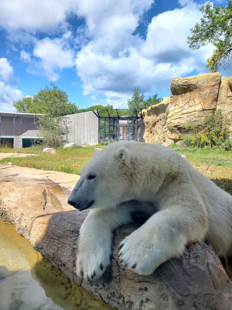 This Free Zoo In Wisconsin Lets Kids Ride A Century-Old Carousel - Decor Hint Arctic Passage And Its Wonders