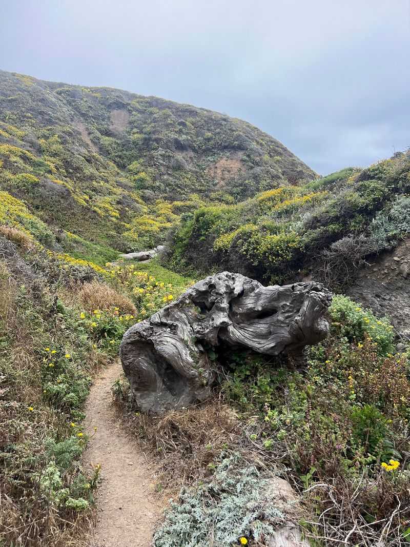This Easy 2-Mile California Trail Leads Straight To The Ocean And September Is The Perfect Time To Go - Decor Hint Bicycles Are Welcome On This Route