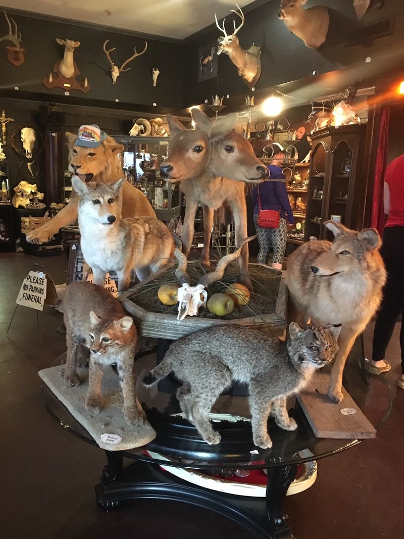 Taxidermy Takes Center Stage