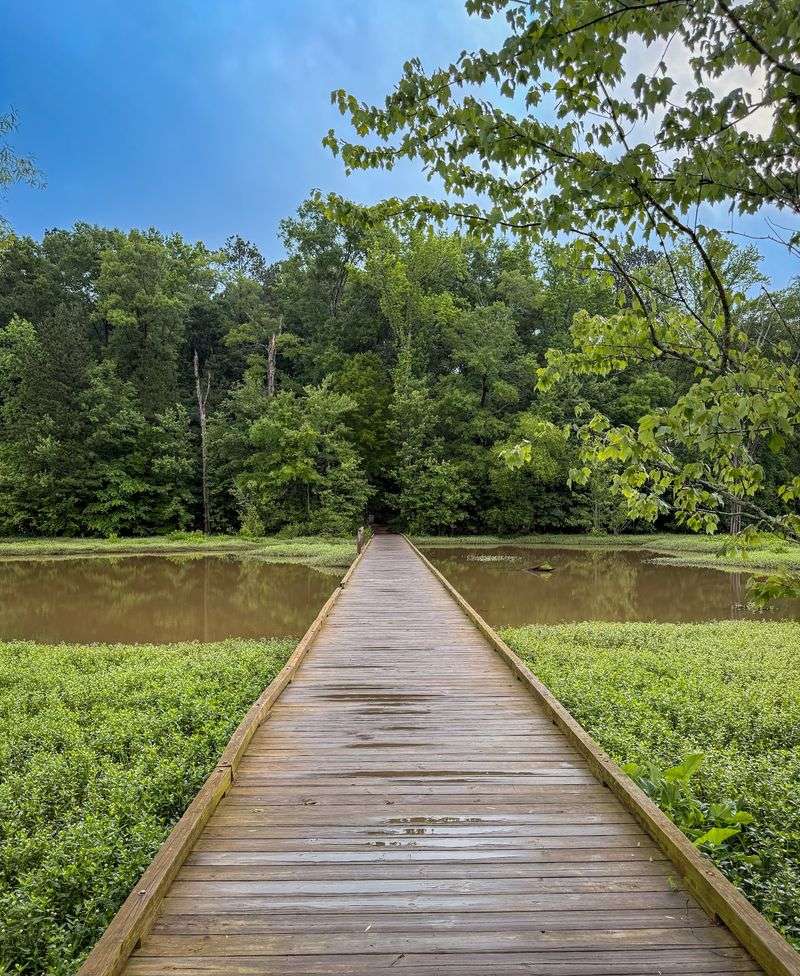 A Nature Walk Decorated With Doll Parts