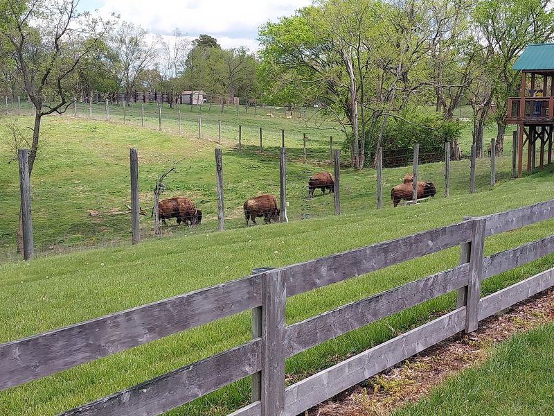 Bison Grazing Where You Least Expect Them