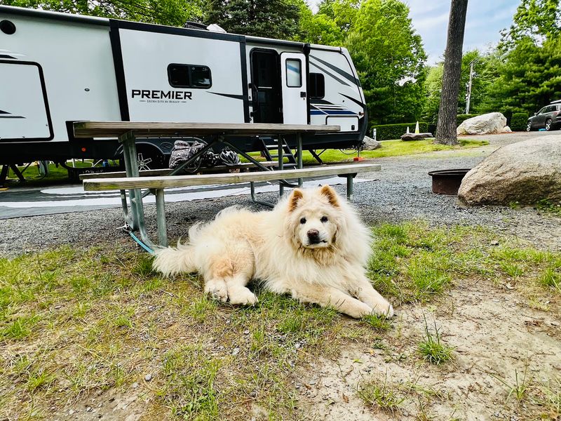 Pet-Friendly Perks Worth Knowing