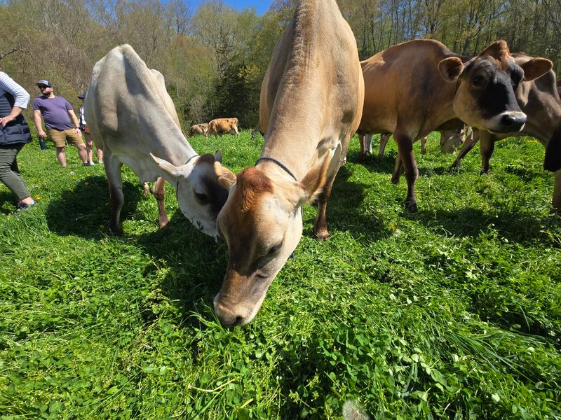 Fresh Pastures Help Shape Every Batch