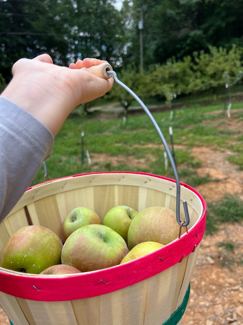 Cider And Doughnuts Included With Admission