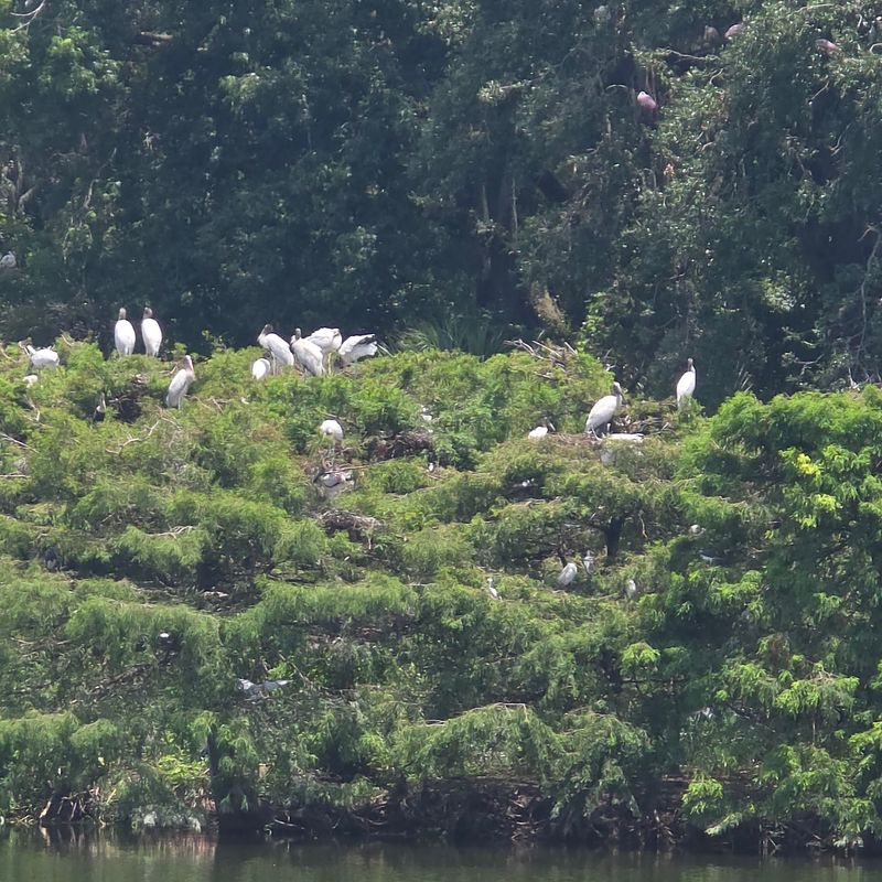 Over 340 Bird Species Call This Place Home
