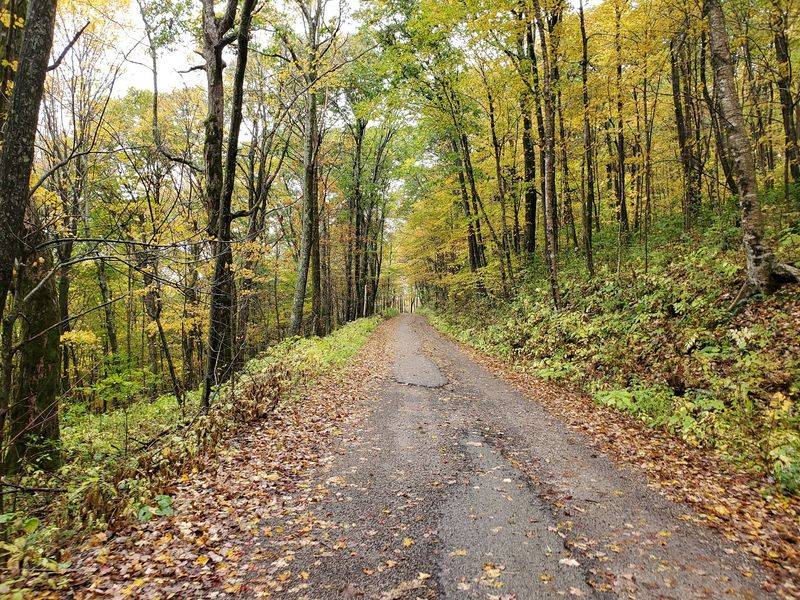 Rare Plants Thrive In That Cooler Mountain Air