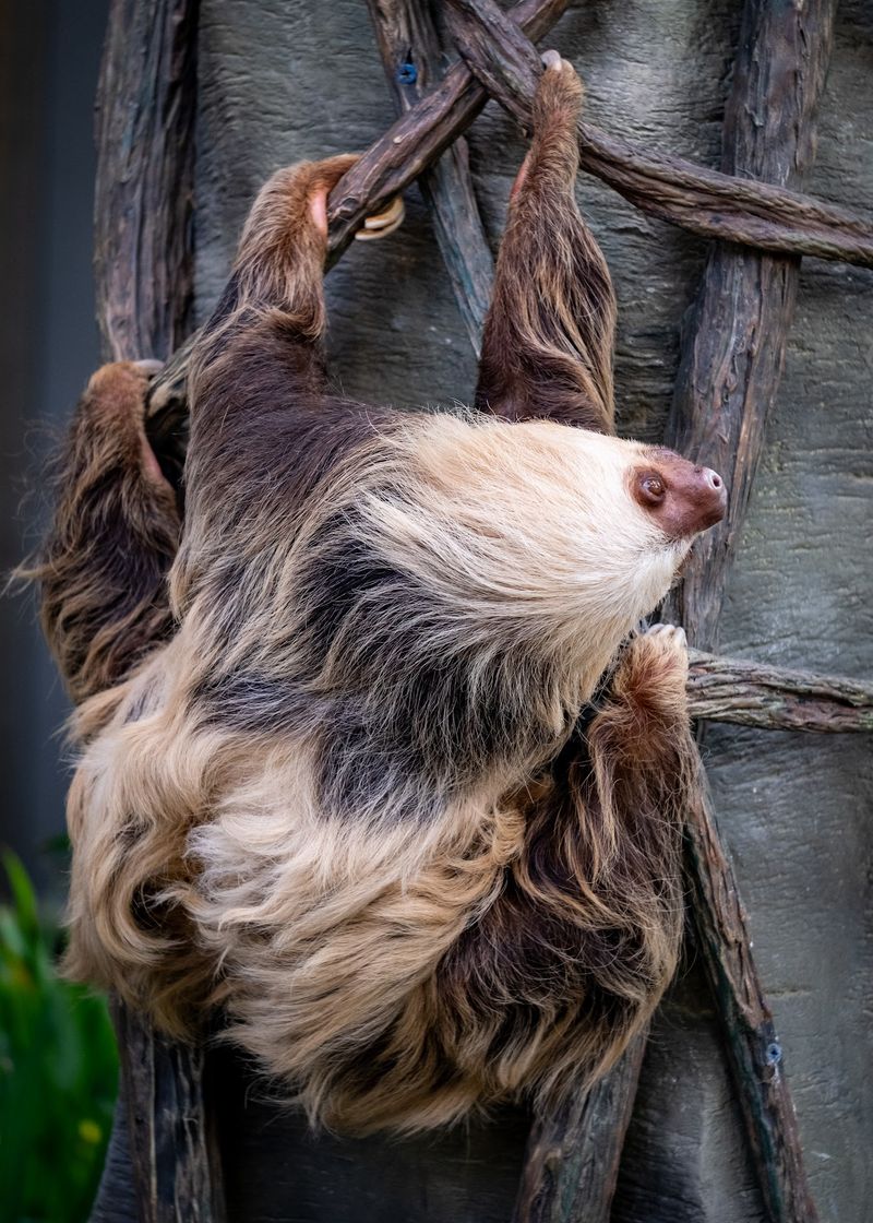 The Animals You Did Not Expect To See For Free