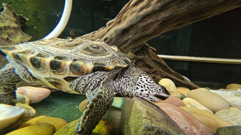 Resident Turtles Inside The Natural History Museum