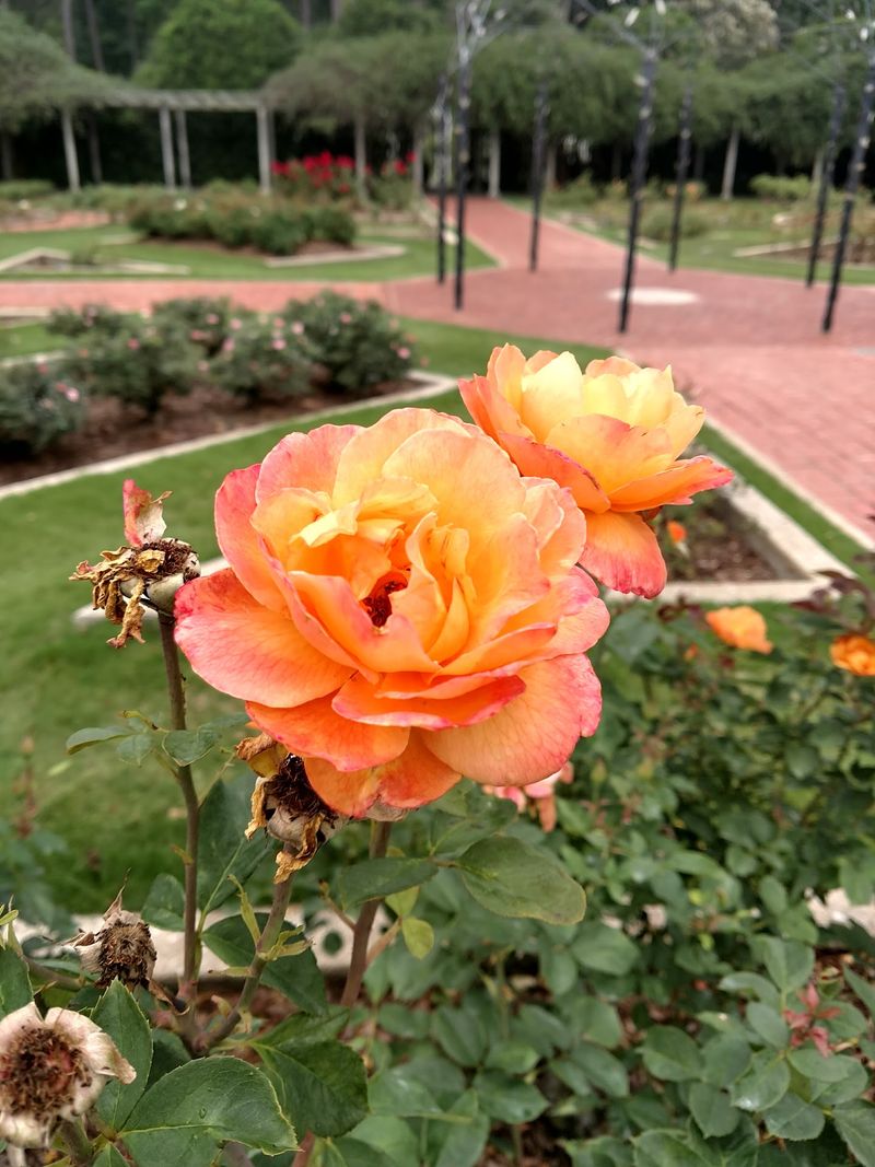 Alabama Is Home To A Beautiful Botanical Garden With Free Admission - Decor Hint Native Plants And Wildflower Glory