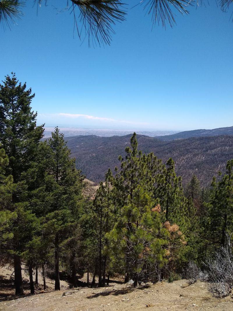 Welcome To This California Forest Where Even The Ticks Come With A Warning - Decor Hint Lower Brush Country Is Where Visitors Need To Pay Attention
