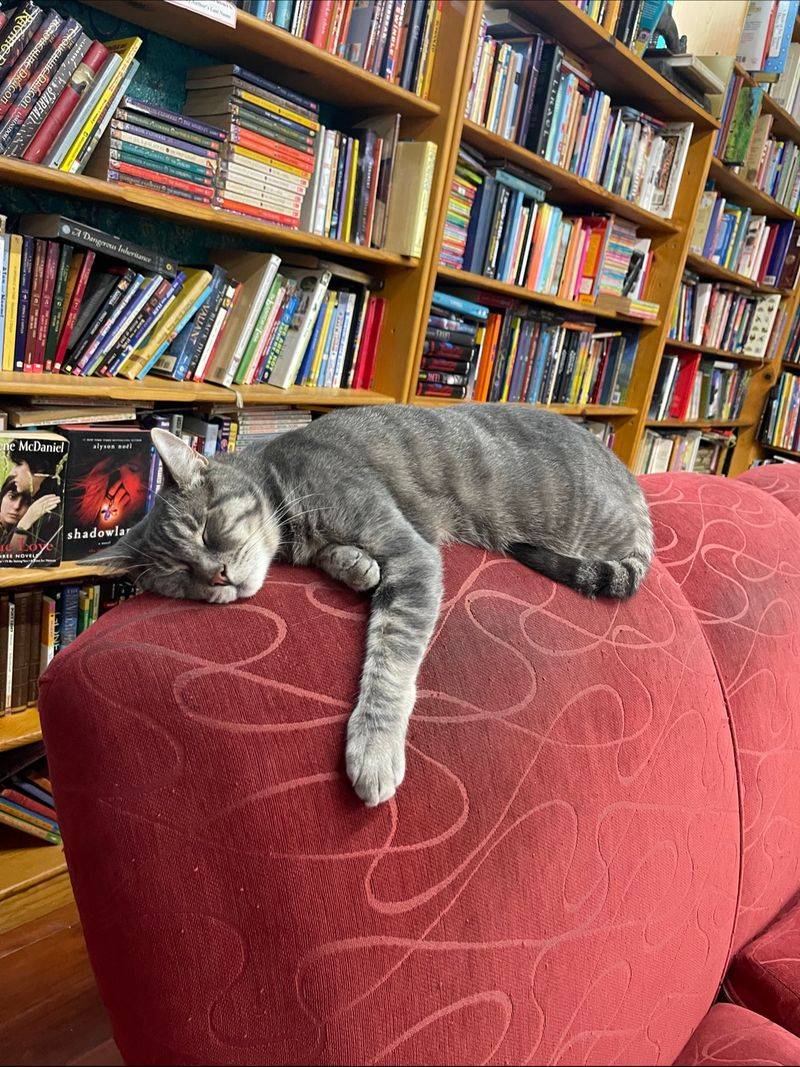 11 Southern California Secondhand Bookstores Worth Getting Lost In During 2026 - Decor Hint The Iliad Bookshop, North Hollywood