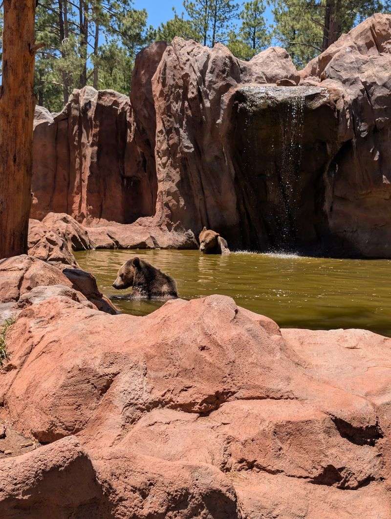Fort Bearizona, The Walk-Through Adventure