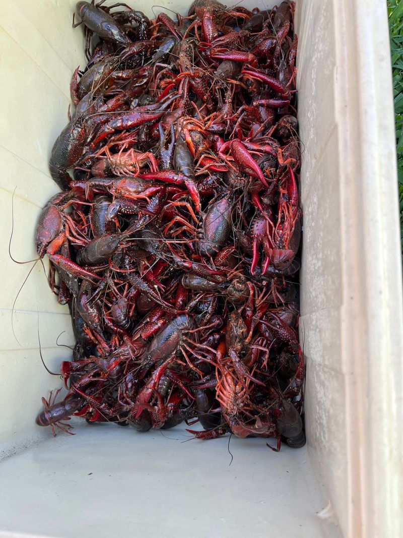 This Longtime Texas Seafood Market Has Served Fresh Gulf Favorites Since 1959 - Decor Hint Crawfish Handled The Right Way