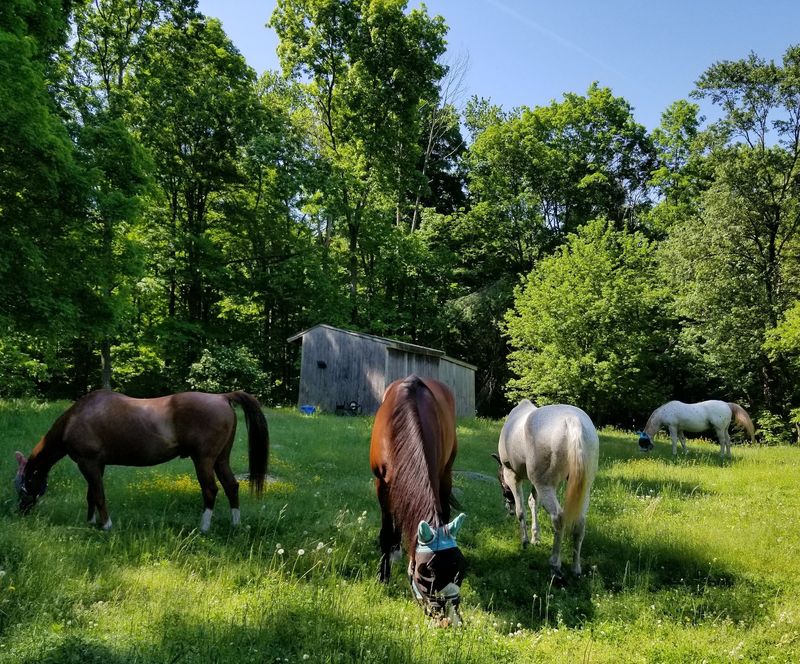 H.O.R.S.E. Of Connecticut, New Preston