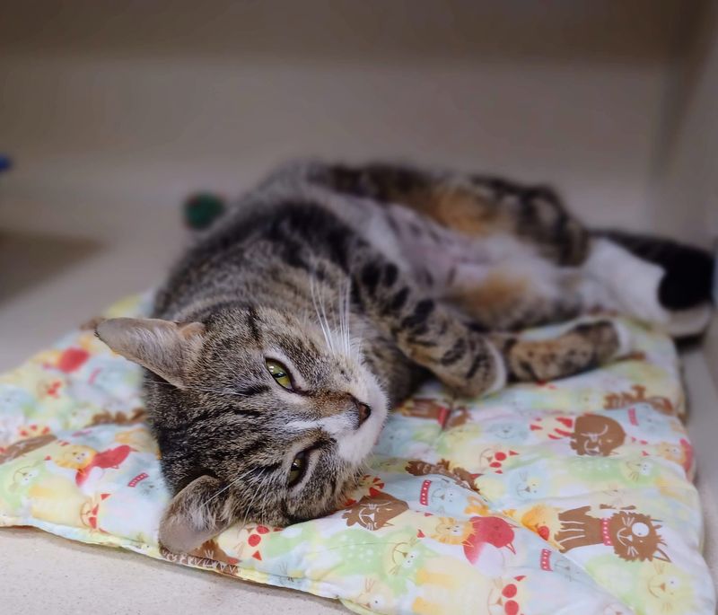 Protectors Of Animals, East Hartford 