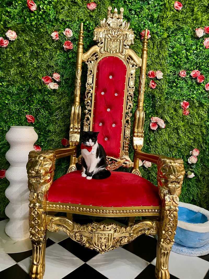 This Texas Cat-Themed Destination Is Every Cat Lover's Dream Come True - Decor Hint Planning Your Royal Cat Visit