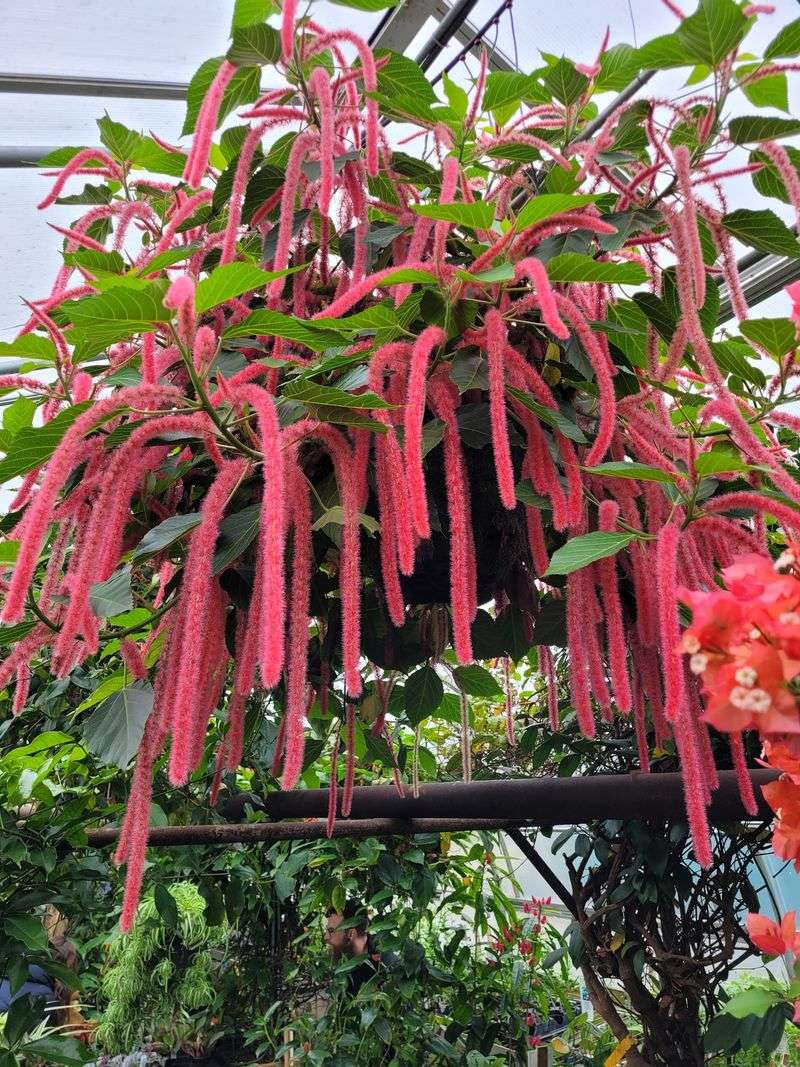 This 19,000-Square-Foot Connecticut Greenhouse Feels Straight Out Of A Fairy Tale - Decor Hint Winding Paths Through A Warm Indoor Jungle