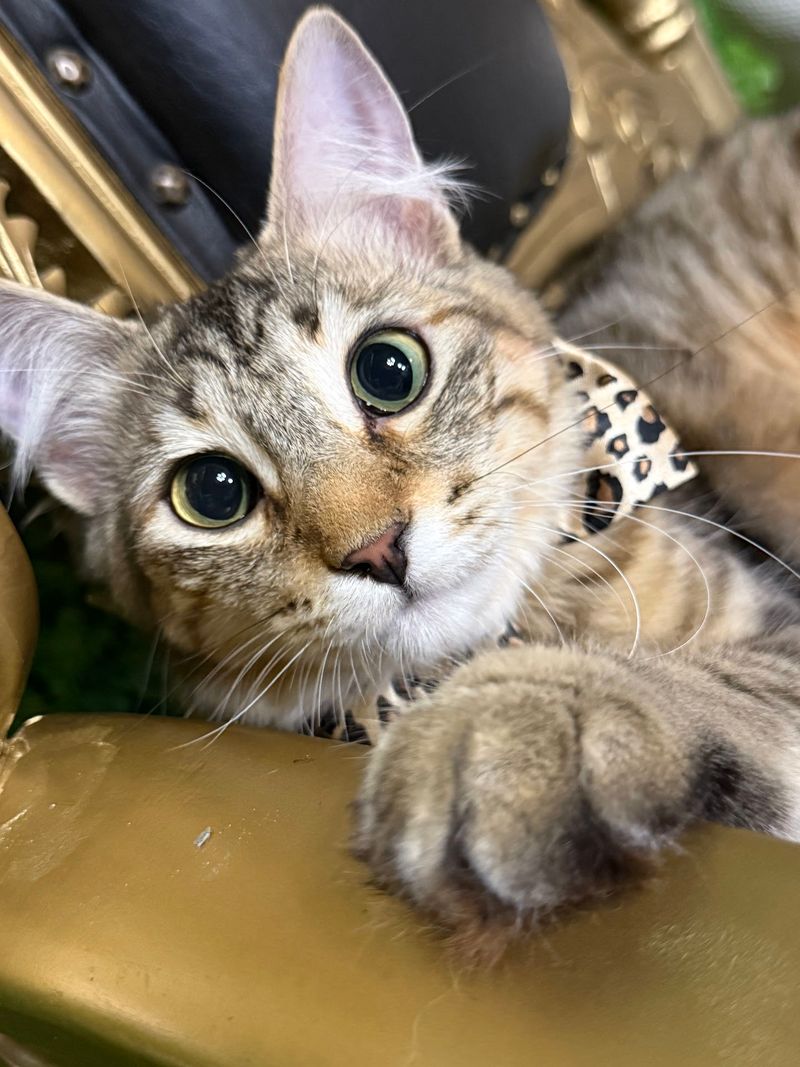 This Texas Cat-Themed Destination Is Every Cat Lover's Dream Come True - Decor Hint A Network Built On Compassion