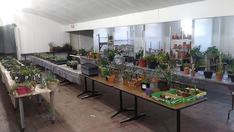 Hunt For Plants At Prices Below A Typical Nursery