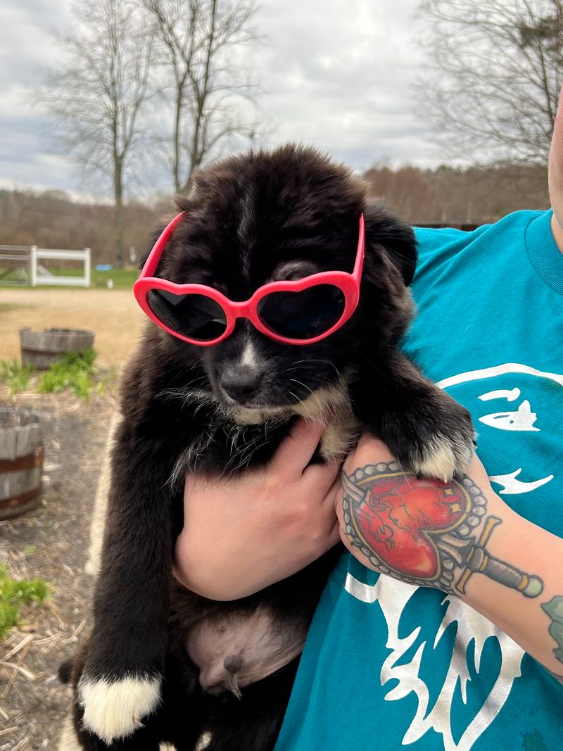 Clean Kennels That Do Not Smell Like Kennels