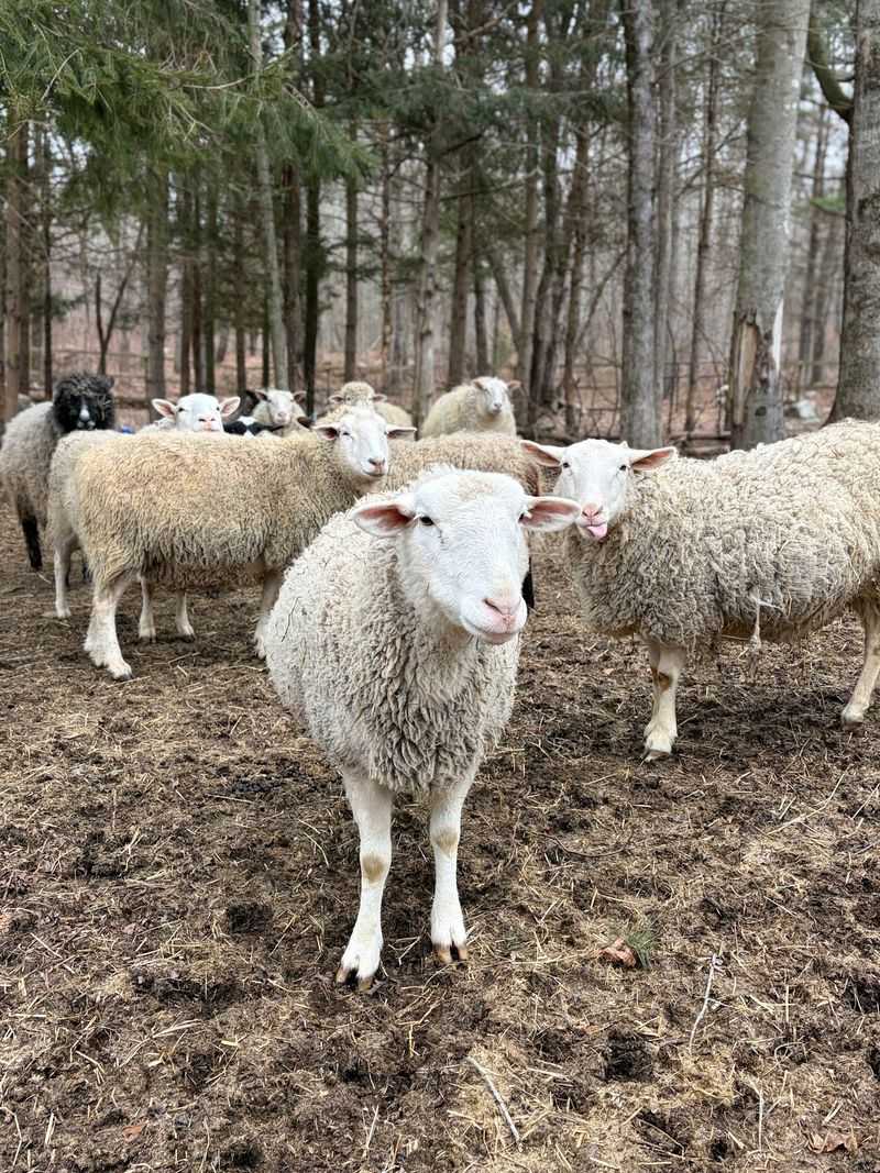 This Connecticut Sanctuary Gives More Than 250 Rescued Animals A Safe Place To Live - Decor Hint More Than 250 Animals Live Across The Sanctuary
