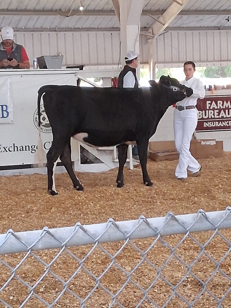 Livestock Barns And Real Farm Learning