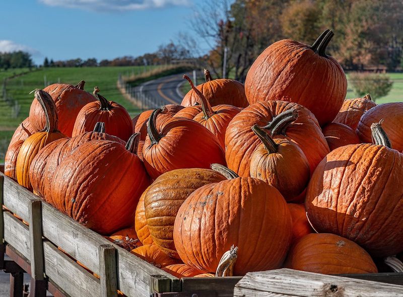 Fall Activities That Draw Big Crowds