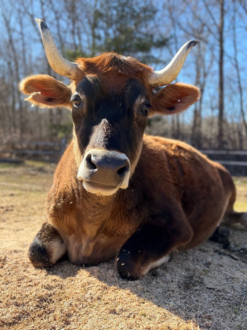 This Connecticut Sanctuary Gives More Than 250 Rescued Animals A Safe Place To Live - Decor Hint Lifelong Sanctuary Is Central To The Mission