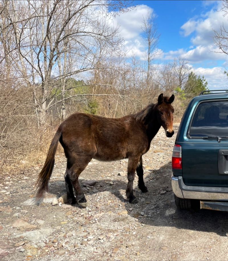 This Kentucky Mountaintop Has Free Roaming Horses And Nobody Talks About It - Decor Hint Horses Grazing Where You Least Expect Them