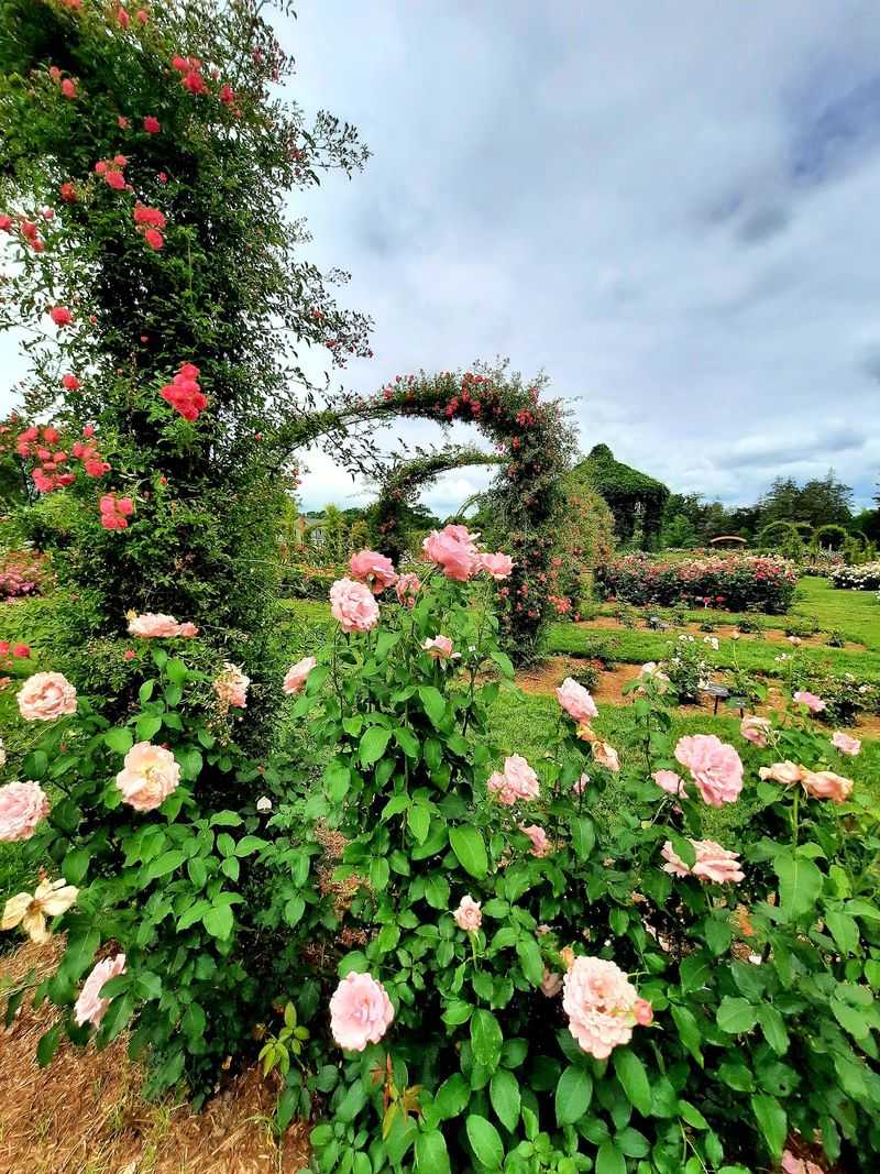 Thousands Of Roses Fill The Famous Beds