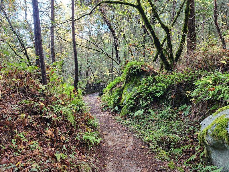 This Historic California Gold Rush Town Is Surrounded By Miles Of Wild Mountain Biking Trails - Decor Hint The Forest Setting Makes The Riding Feel Farther From Town Than It Is
