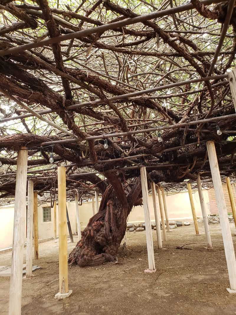 9 Wonderfully Weird Museums Across Arizona - Decor Hint Rose Tree Museum, Tombstone