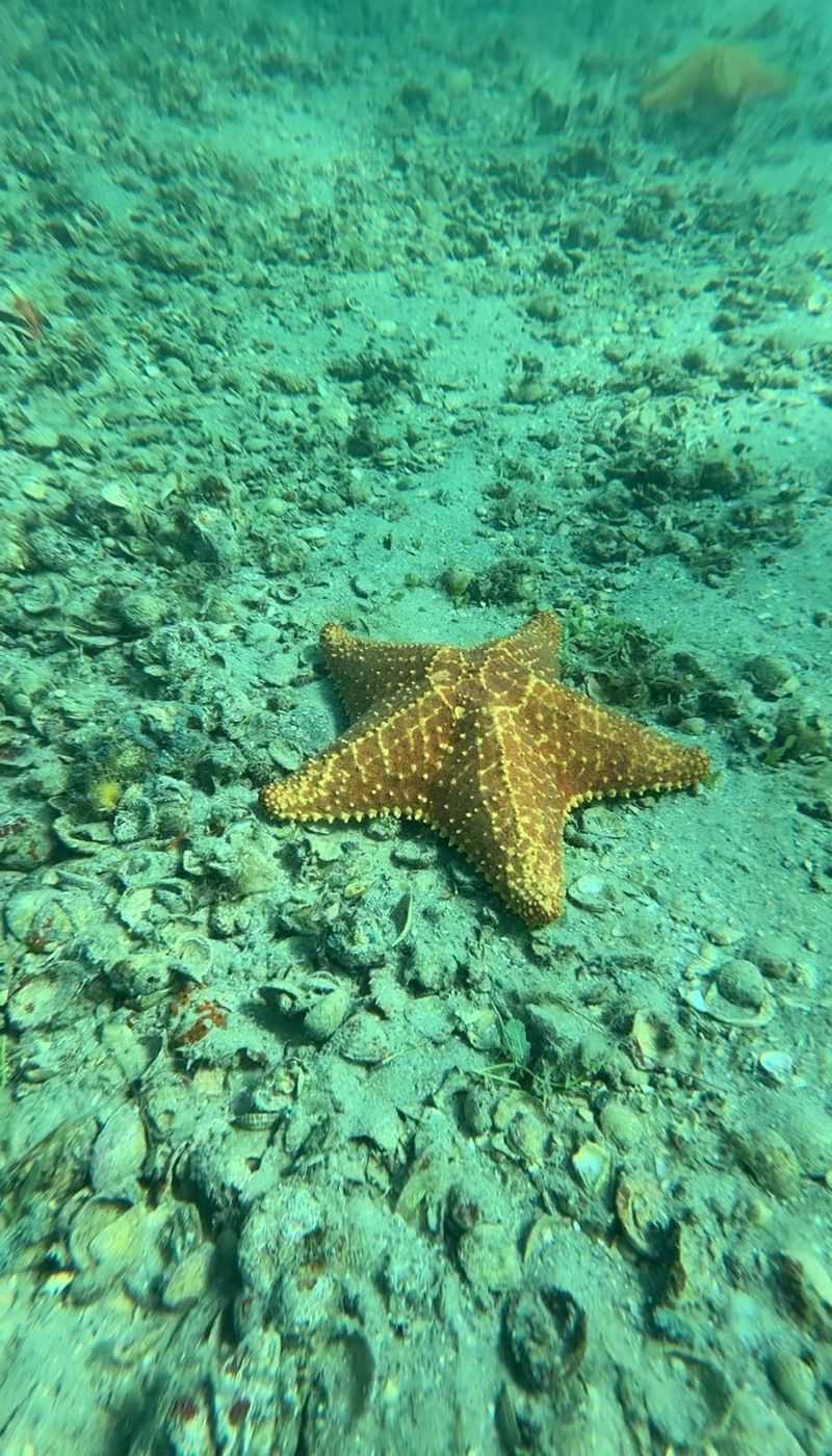 Marine Life You Will Actually See