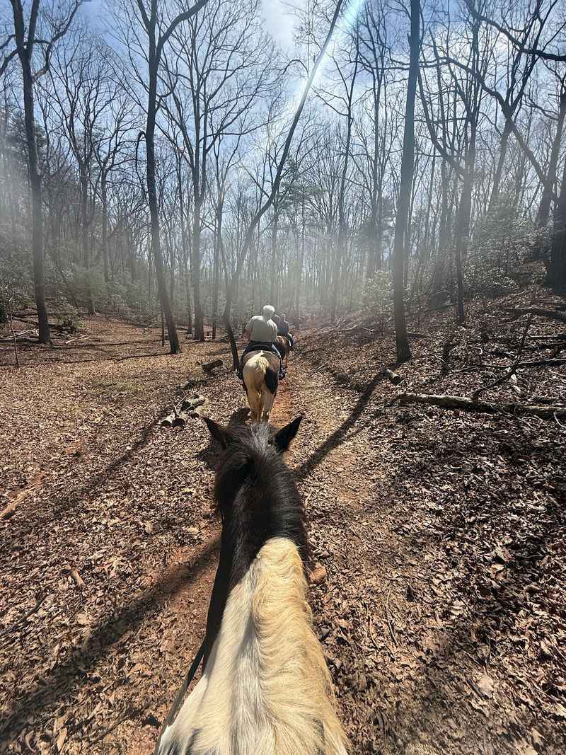 Trotting And Cantering Through Old Forest Paths