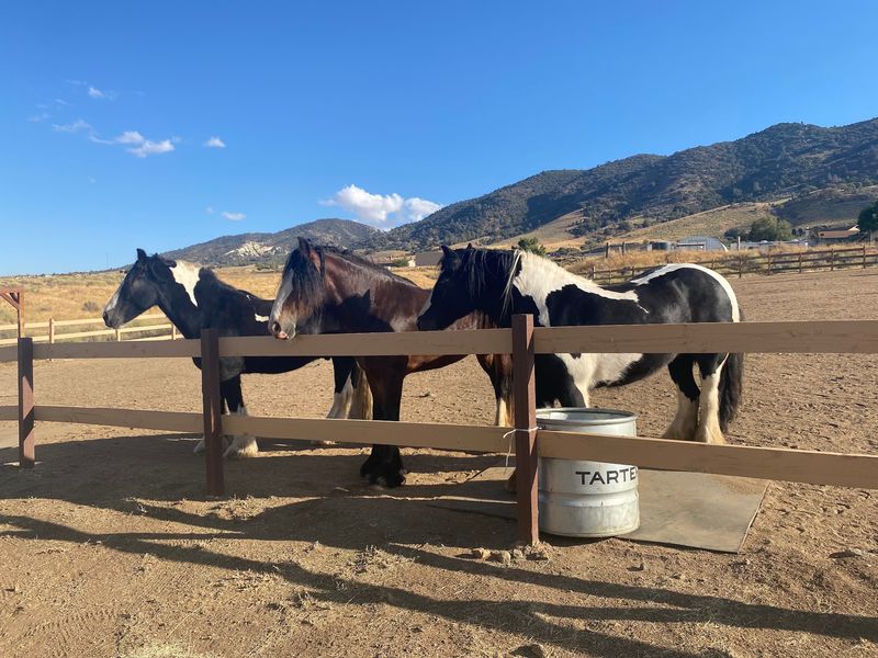 Five Decades Of Horsemanship Behind The Driver's Seat