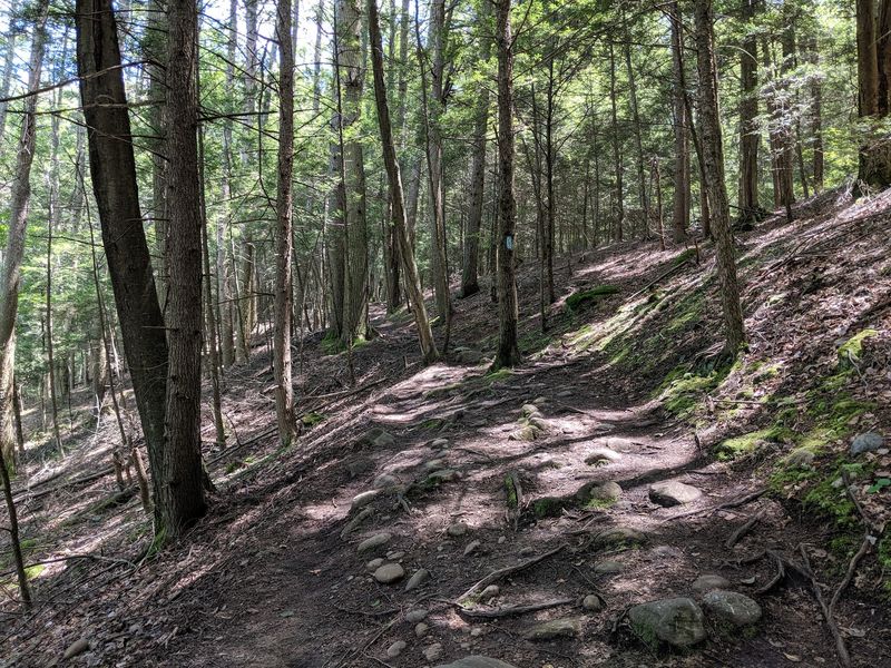 Forest Trails Lead Deep Into Quiet Woodland