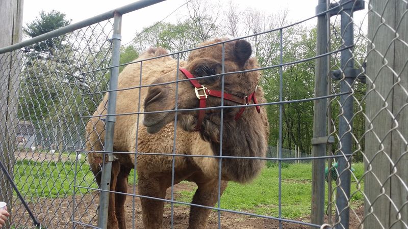 This Connecticut Animal Farm Lets You Feed Exotic Animals And Meet Everything From Zebras To Kangaroos - Decor Hint Camels, Deer, And Goats Can Come Surprisingly Close