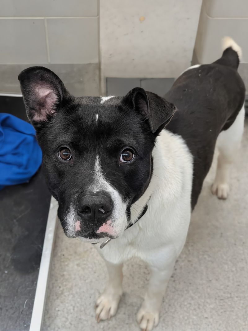 Nebraska Humane Society, Omaha