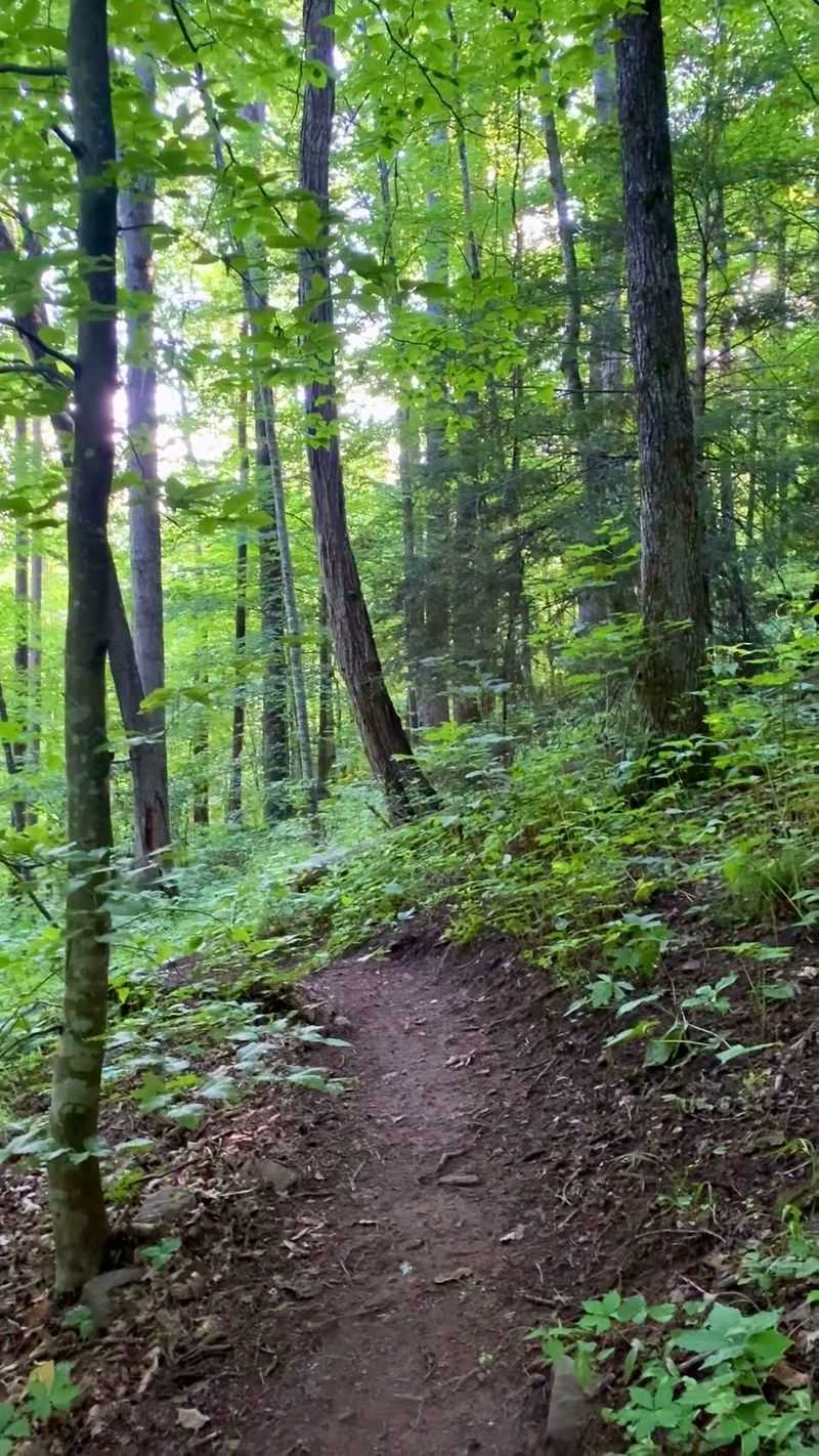 Rattlesnake Lodge Trail, Near Asheville