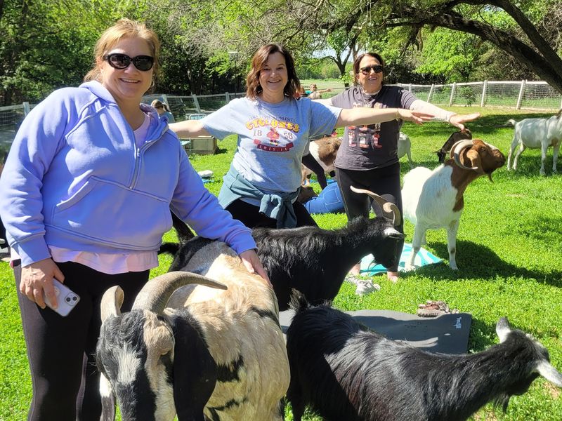 Cuddling The Goats Is Genuinely Part Of The Tour
