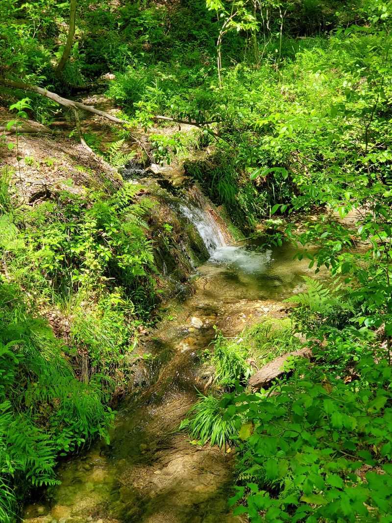 A 32-Acre Urban Forest That Feels Miles Away From Everything